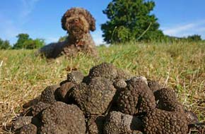 Lagotto et truffe fraîche