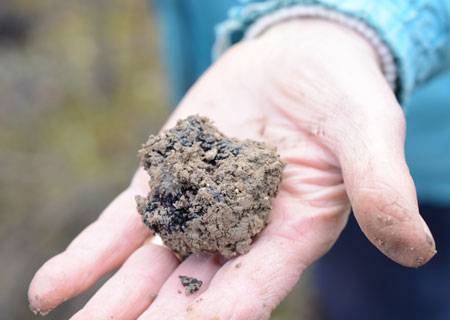 Truffe noire tout juste sortie de terre