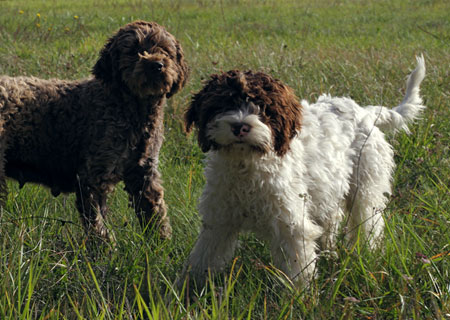 Lagotto Romagnolo ou Chien d’eau Romagnol