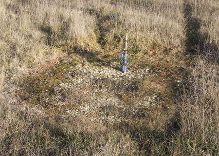 Le rond de sorcière ou « brulé »