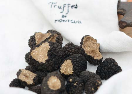 Truffes d'automne ou tuber uncinatum