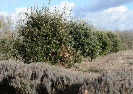 Arbres truffiers sur un causse du Quercy Blanc