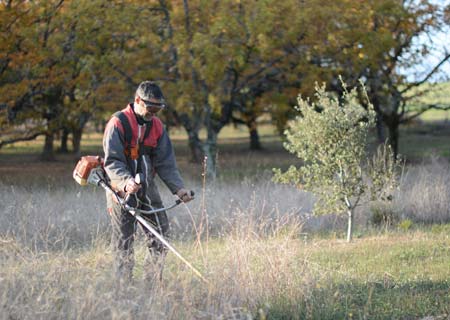 débroussaillage des truffières