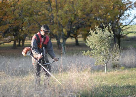 débroussaillage des truffières