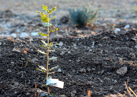 Plantation de chênes communs et de chênes verts