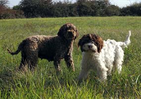 Chiens truffiers sur les plateaux du Quercy Blanc